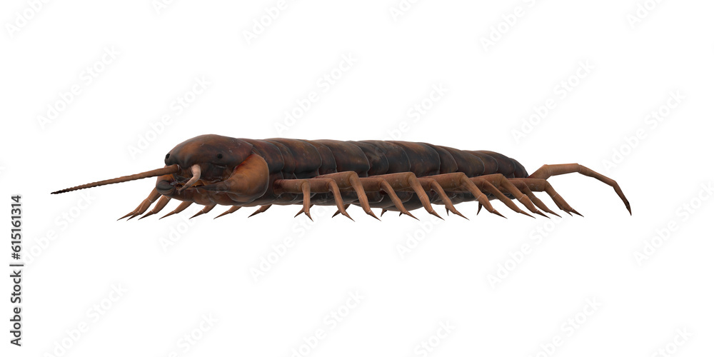 Centipede isolated on a Transparent Background