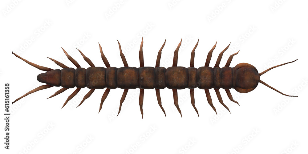 Centipede isolated on a Transparent Background Centipede isolated on a Transparent Background