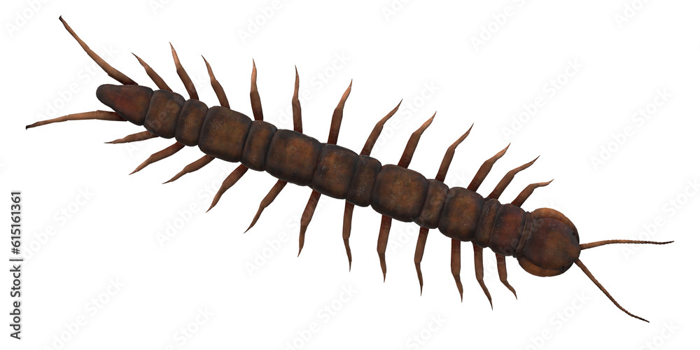 Centipede isolated on a Transparent Background Centipede isolated on a Transparent Background