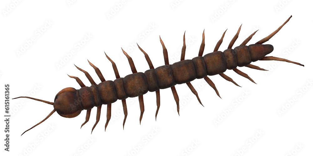 Obraz premium Centipede isolated on a Transparent Background