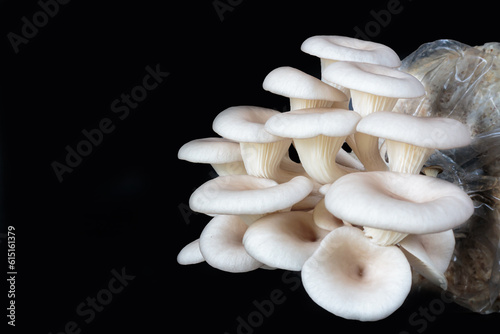 Oyster mushrooms in plastic bags on black background photo