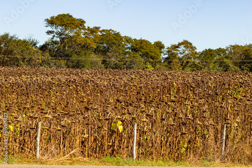 Plantação seca de girassóis em Goiás. Final da safra de girassóis. photo