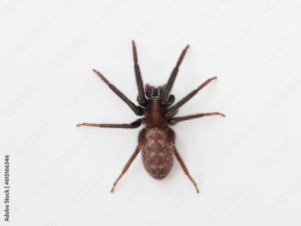 Spider on a white background. Tube-dwelling Spider. Segestria florentina. Spider on a white background. Tube-dwelling Spider. Segestria florentina.