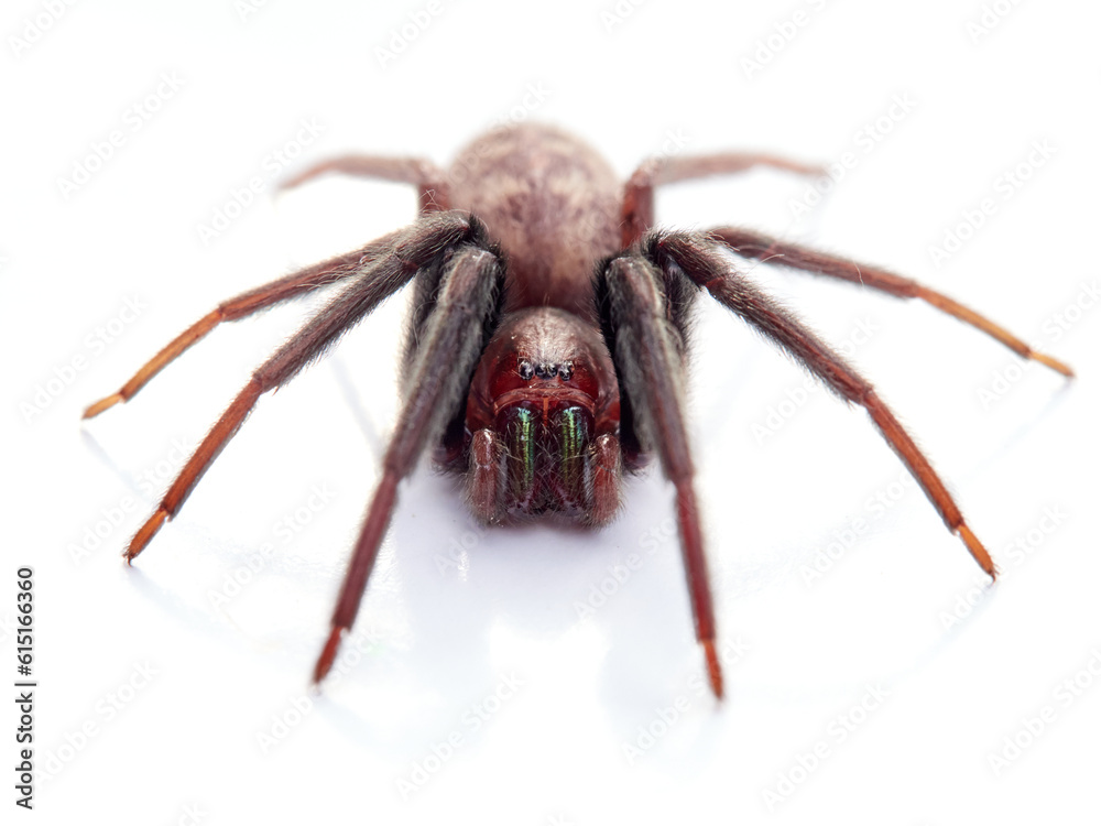 Spider on a white background. Tube-dwelling Spider. Segestria florentina. Spider on a white background. Tube-dwelling Spider. Segestria florentina.