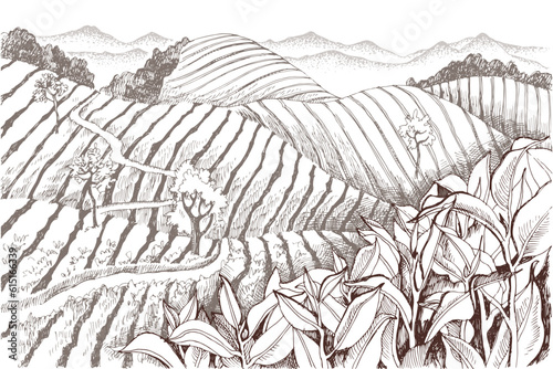 Vintage retro style image of green tea plantations