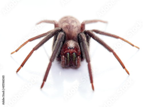 Spider on a white background. Tube-dwelling Spider. Segestria florentina. © Macronatura.es