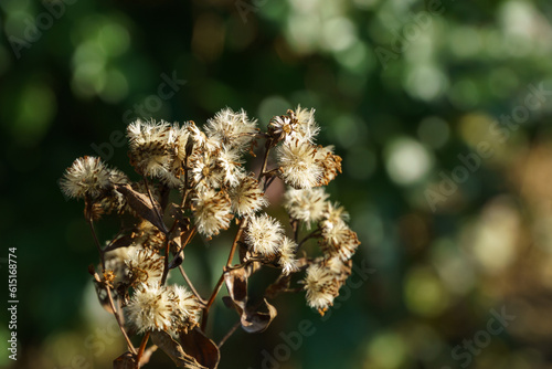 Fluffy white seeds of Aster. An interesting background and nature concept for design