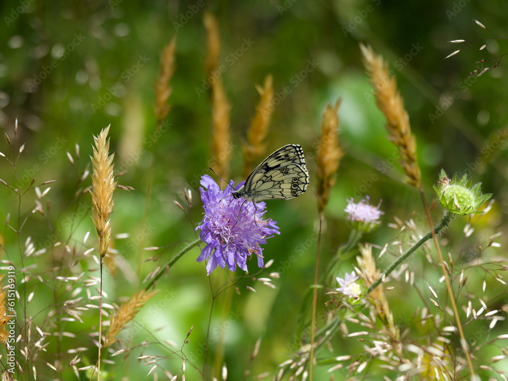 A Marbled white (Melanargia galathea). Attractive black and white butterfly with preference for purple flower such a field scabious (Scabiosa arvensis)
A Marbled white (Melanargia galathea). Attractive black and white butterfly with preference for purple flower such a field scabious (Scabiosa arvensis)