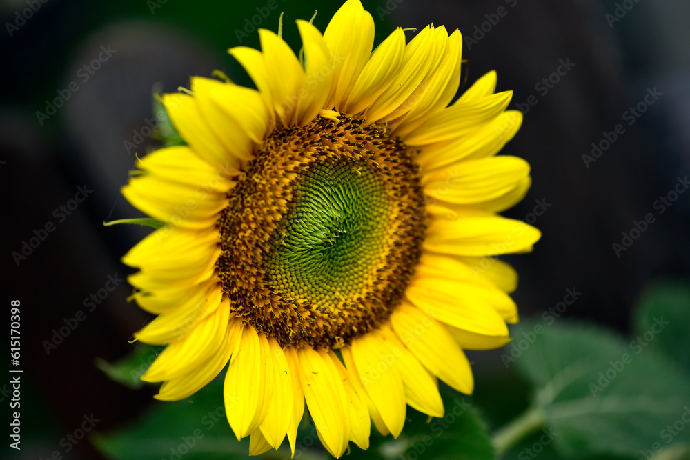 Fototapeta premium Tournesol en fleur dans le jardin