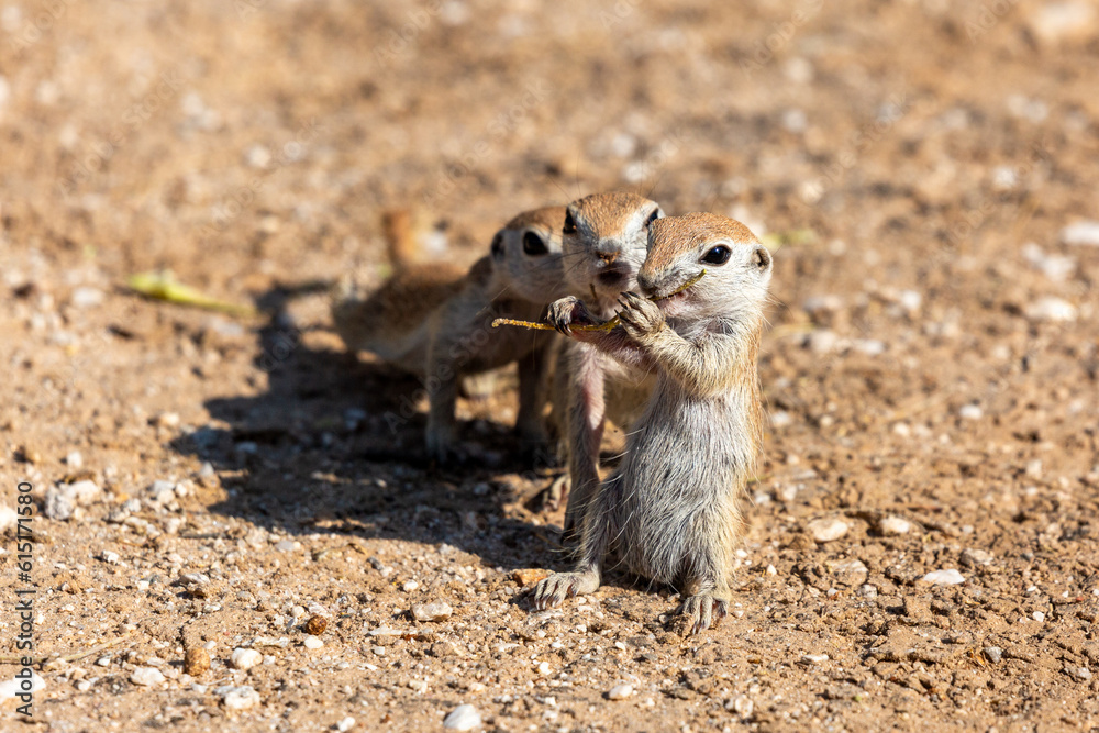 Three round-tailed ground squirrel, Xerospermophilus tereticaudus, siblings rough housing and play fighting in the Sonoran Desert. Funny antics by cute wildlife. Pima County, Tucson, Arizona, USA. Three round-tailed ground squirrel, Xerospermophilus tereticaudus, siblings rough housing and play fighting in the Sonoran Desert. Funny antics by cute wildlife. Pima County, Tucson, Arizona, USA.