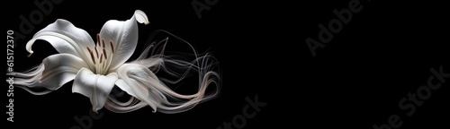 Mourning, condolence card with a flower isolated on black background. Regrets, grief, solace, sadness emotions. Banner for comfort and sympathy. 