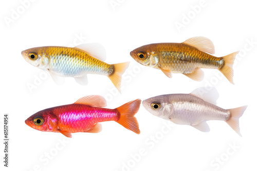  Garnet Glide fish . Transparent background. generative AI