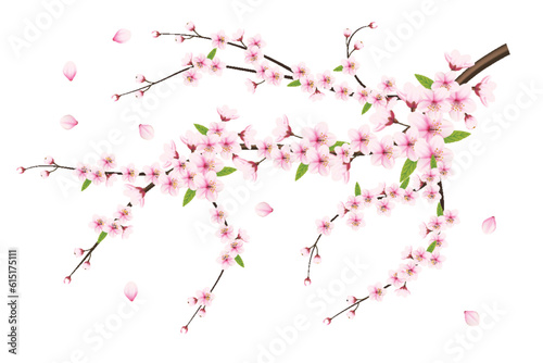 cherry blossom branch isolated on white background. vector illustration.Realistic blooming cherry flowers and petals 