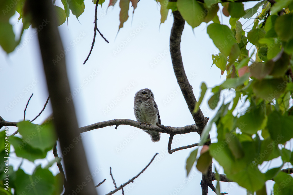 Spotted owlet on top of tree and watching. Spotted owlet is a small owl which breeds in tropical Asia. Bangkok, Thailand. Spotted owlet on top of tree and watching. Spotted owlet is a small owl which breeds in tropical Asia. Bangkok, Thailand.