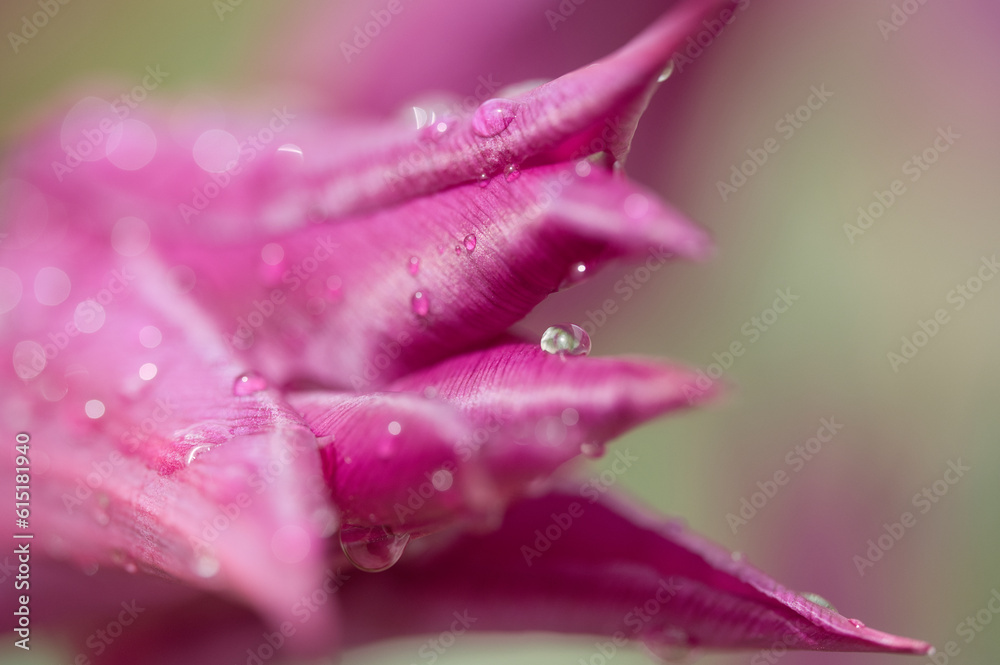 water drop on petal of tulip
