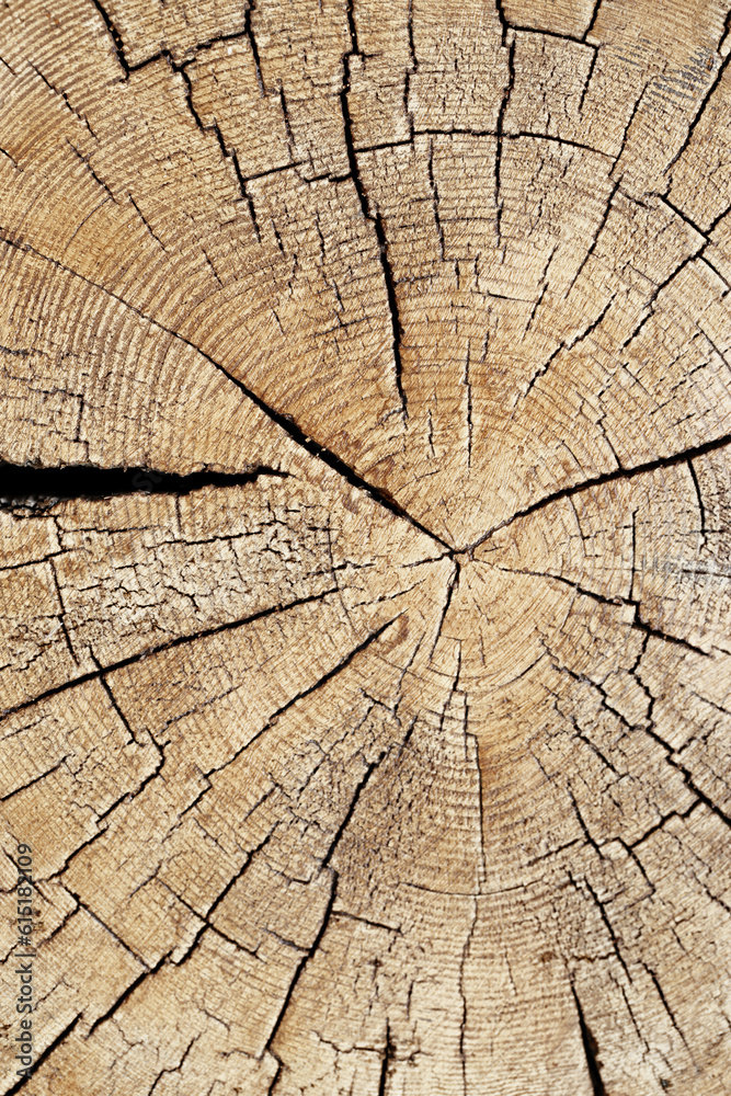 Fototapeta premium Slice of wood timber with rings and cracks as natural pattern, abstract nature background. Natural wooden organic texture wallpaper, design element, monochrome nature gradient colored