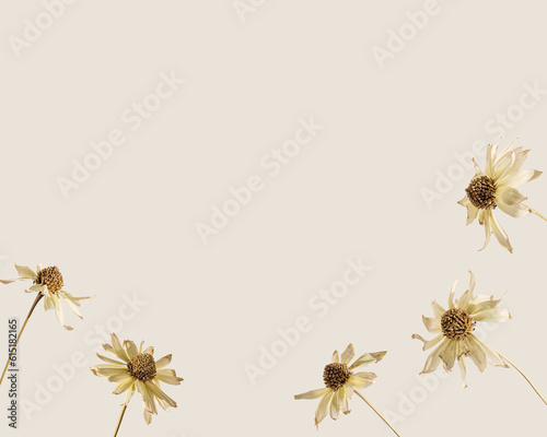 Floral pattern from dried yellow flowers Cosmos, beige monochrome botanical card. Autumn, fall season nature still life, dry blooms with sunlight, dark shadow, minimal style ornament © yrabota