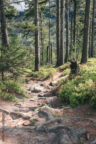 Leśna ścieżka w górach © robertpstryka