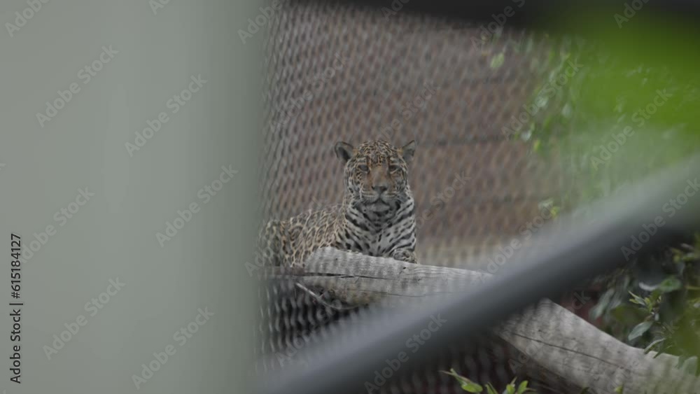 Portrait slow motion close up of leopard wild big cat in zoo exhibit resting on a tree branch behind a fence staring at safari participants at a high framerate 