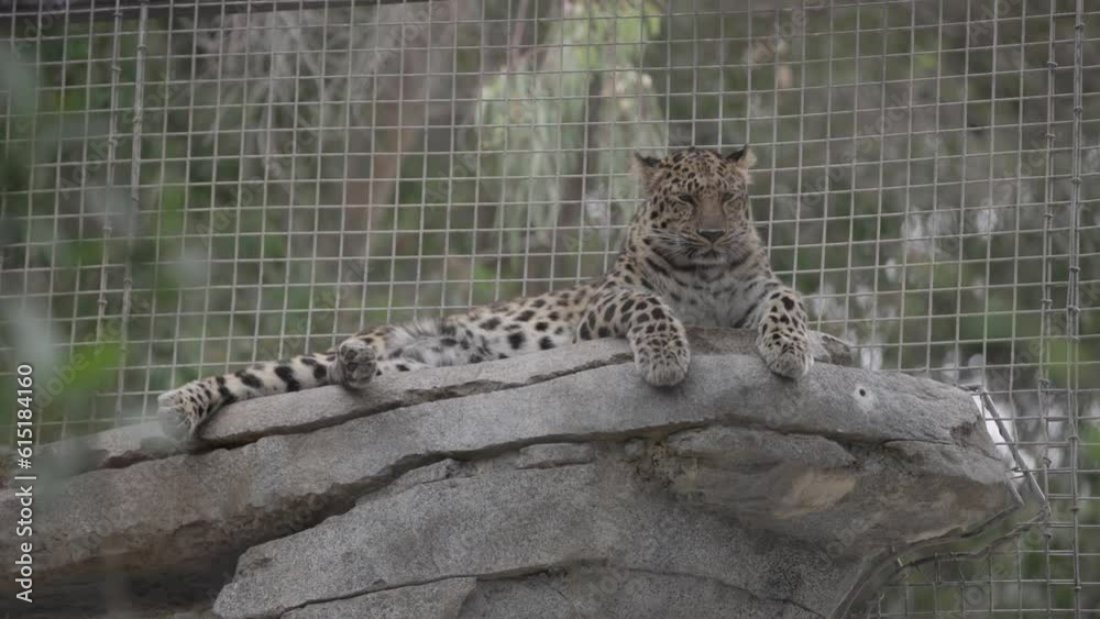 Portrait slow motion close up of leopard wild big cat in zoo exhibit resting on a tree branch behind a fence staring at safari participants at a high framerate 
