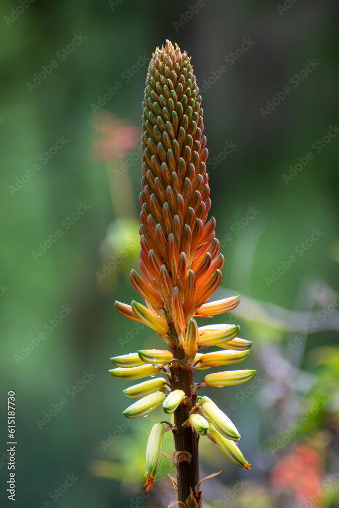 typische Vegetation eines kanarischen Gartens typische Vegetation eines kanarischen Gartens