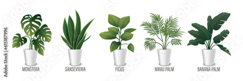 Vector House Plant in Pot Icon Set - Monstera, Sansevieria, Banana Palm, Ficus, Rhopalostylis, Nikau Palm in Pots Isolated on White. Houseplants Collection, Interior Plants. Vector Illustration