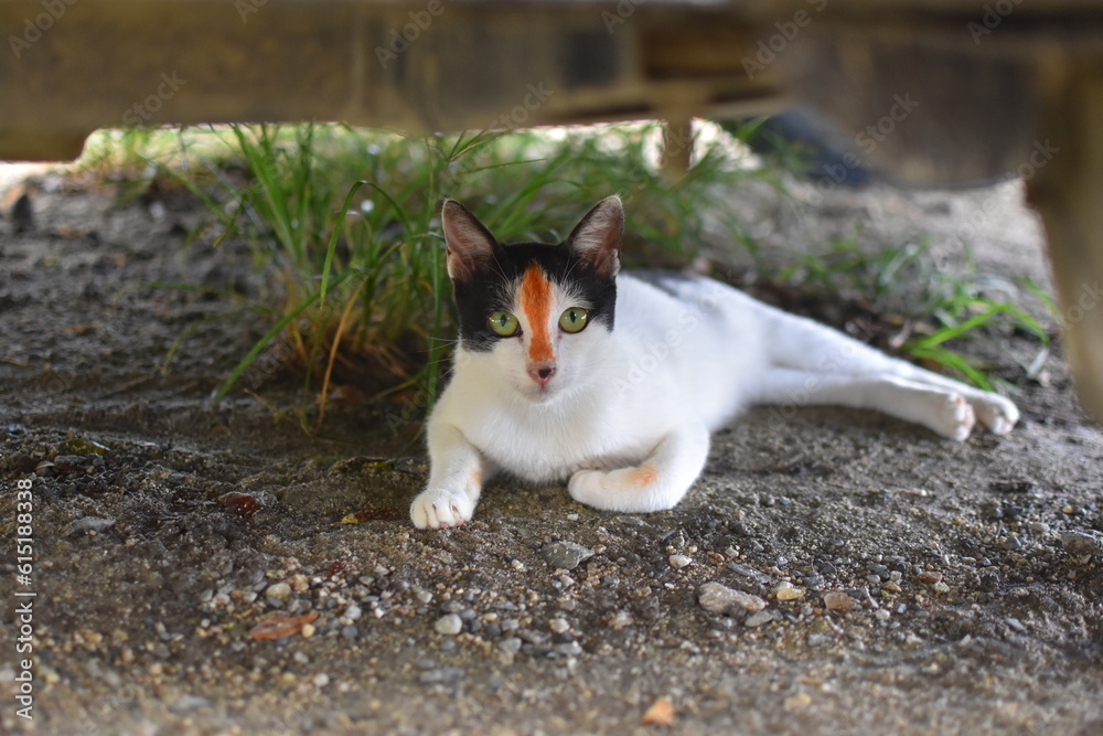 Tri-Colored Cat Portraits: Capturing the Essence of White, Black, and Orange Beauty