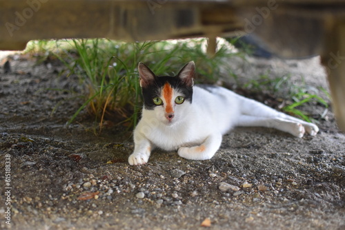 Tri-Colored Cat Portraits: Capturing the Essence of White, Black, and Orange Beauty © Iwan Rusly