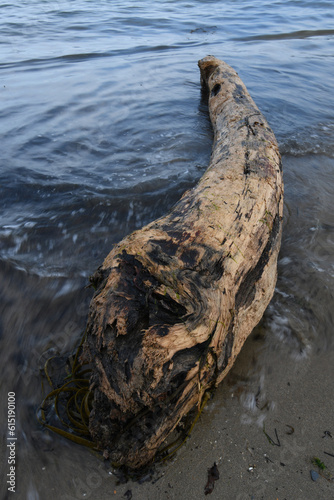 Driftwood washed up on a Cornish Beach