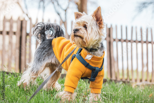 A pretty little cute shaggy dog Yorkshire Terrier breed walking on a lawn in autumnal garden, park. Puppy in orange yellow sweatshirt full frame. Clothes for pet Canine breeds Domestic animal outdoor © vita
