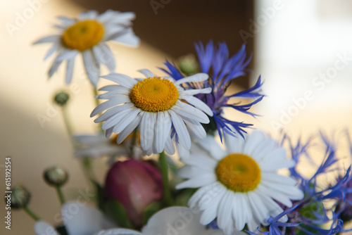 daisies and cornflowers. bouquet of wild flowers close-up