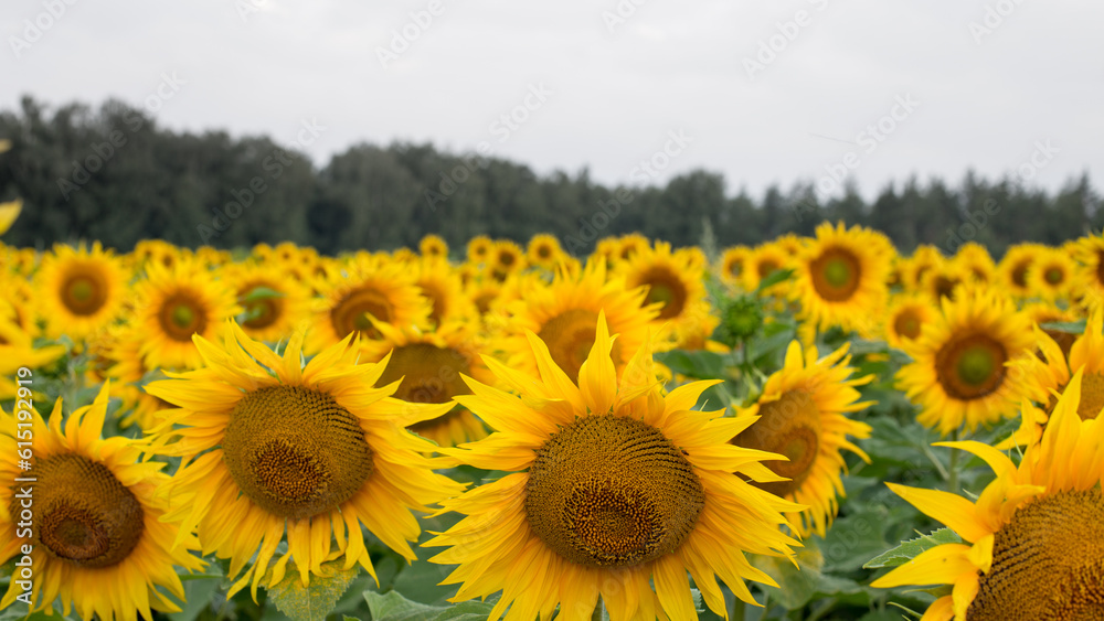 Fototapeta premium Sunflower field in the early morning, bright and large flowers