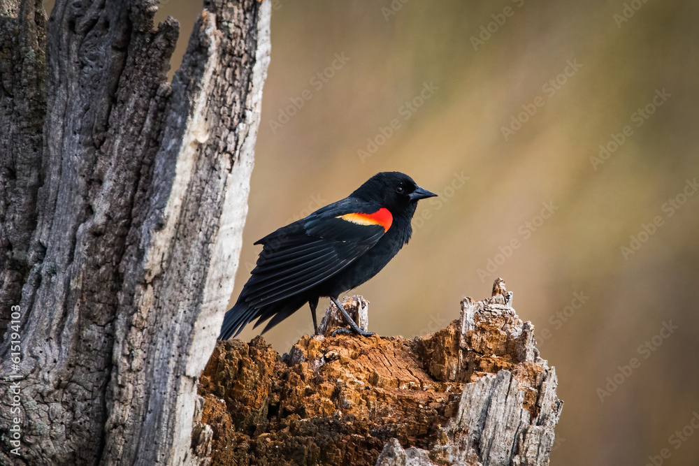 red winged blackbird
