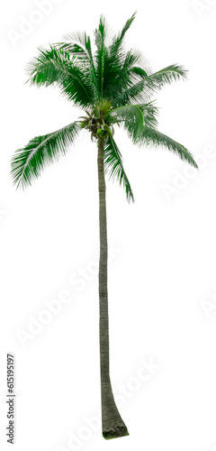 palm tree on a white background  isolated