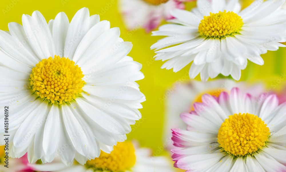 Fototapeta premium bouquet of white and pink daisies on a yellow background
