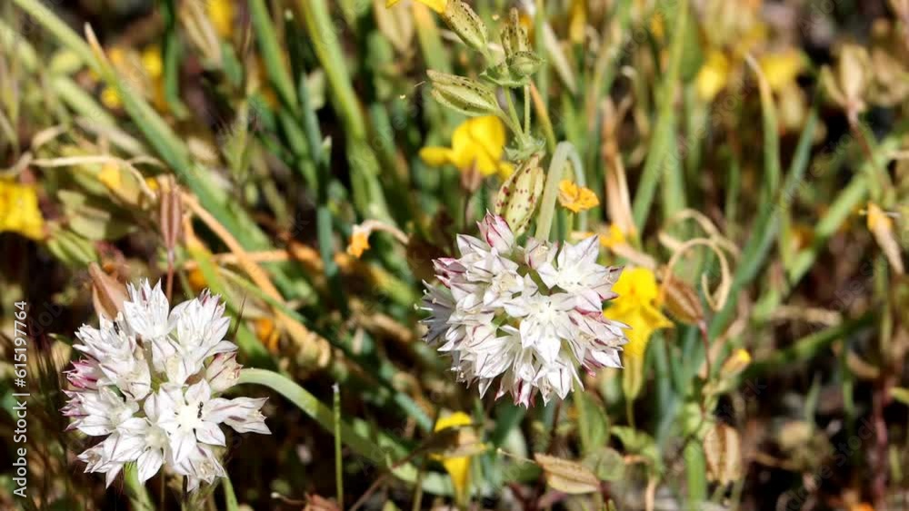 Red Skinned Onion, Allium Haematochiton, displaying springtime blooms in the San Rafael Mountains, a native perennial monoclinous herb with cymose umbel inflorescences. Red Skinned Onion, Allium Haematochiton, displaying springtime blooms in the San Rafael Mountains, a native perennial monoclinous herb with cymose umbel inflorescences.