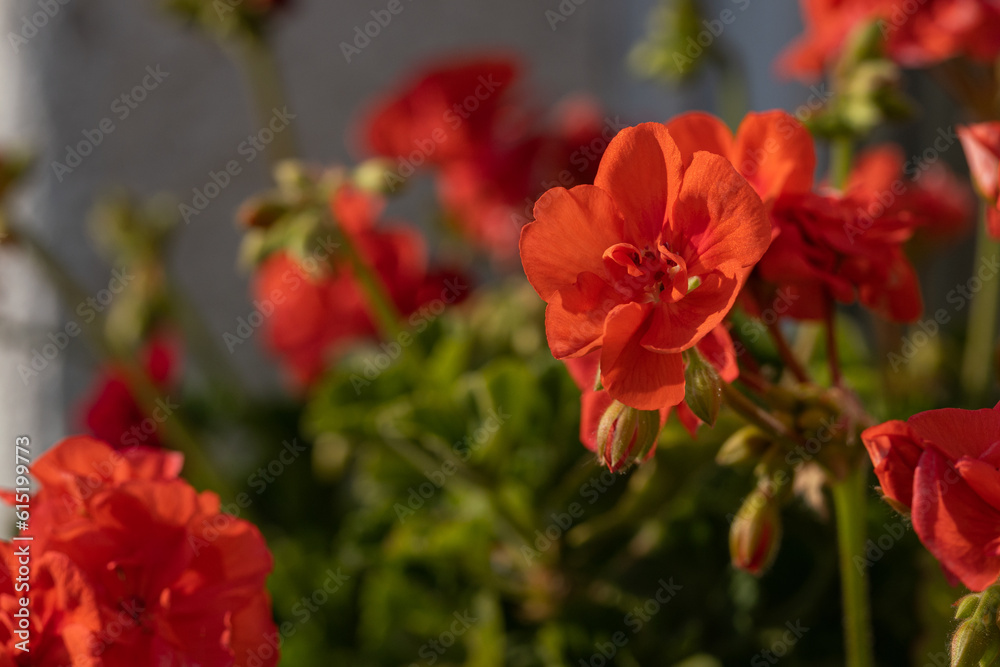 Red pelargonium flower in detail.