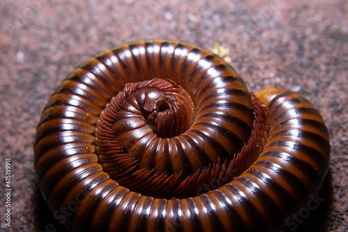 Close-up of millipede curled up on the ground See the legs of millipede in a hundred legs on white background.