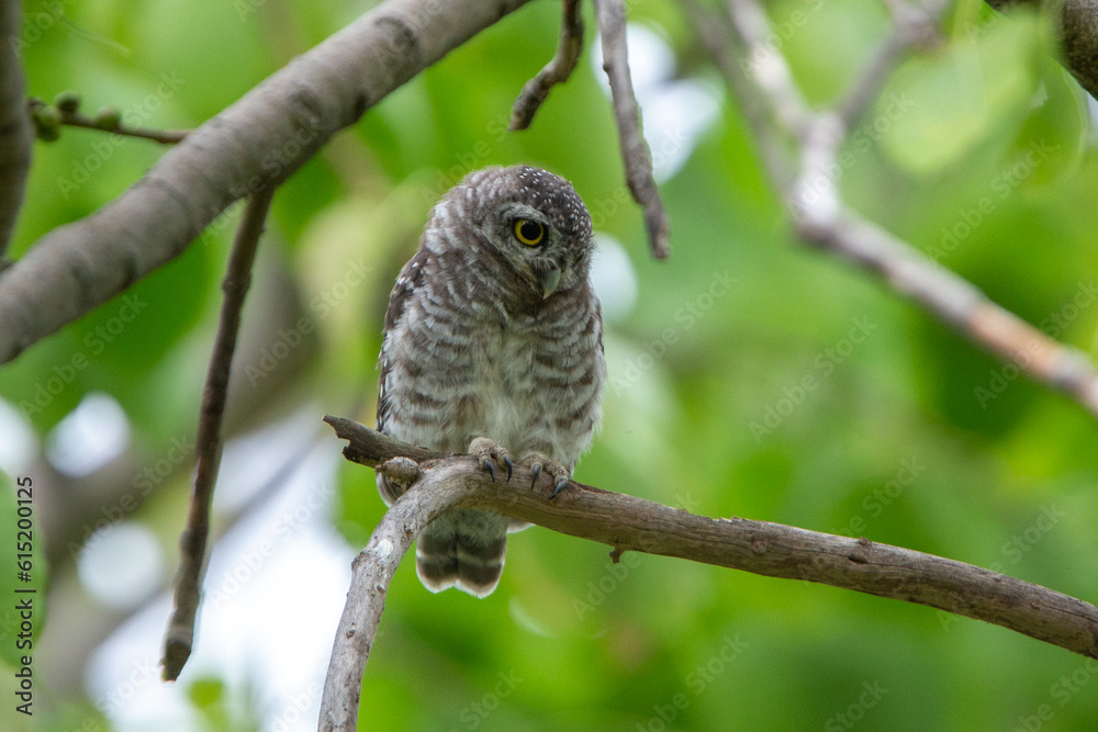 Spotted owlet on top of tree and watching. Spotted owlet is a small owl which breeds in tropical Asia. Bangkok, Thailand. Spotted owlet on top of tree and watching. Spotted owlet is a small owl which breeds in tropical Asia. Bangkok, Thailand.