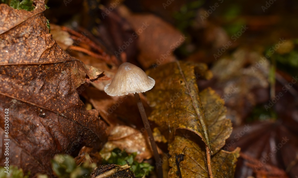 brown crap mushroom macro brown crap mushroom macro