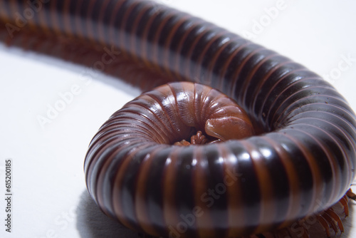 Close-up of millipede curled up on the ground,See the legs of millipede in a hundred legs on white background. © PIMPIKA 
