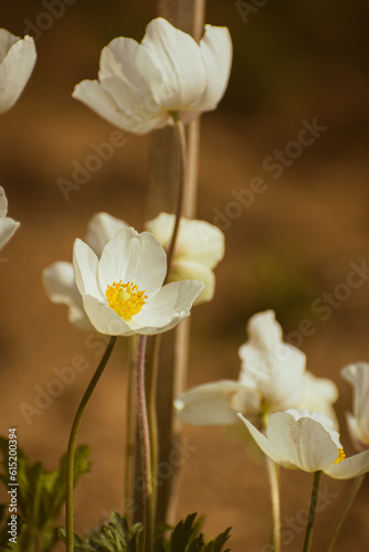 White Anemone sylvestris or Snowdrop Anemone blooming in the garden
