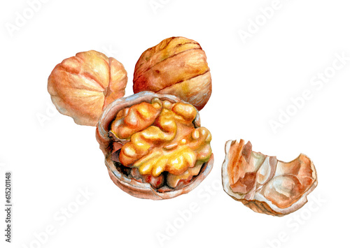 Cracked walnuts watercolor