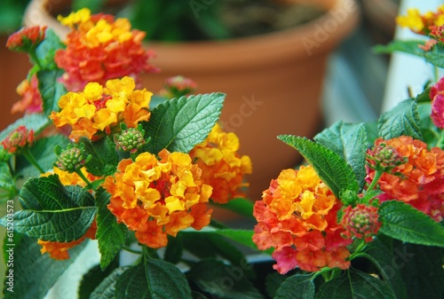 Fotografie Freshly planted yellow , orange , multicolored lantana flowers