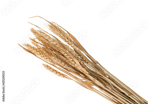 Dried wheat spikelets on white background, closeup