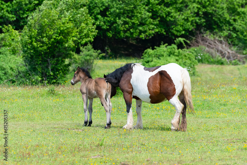 Mare with foal in a pasture in springtime. © Ralph