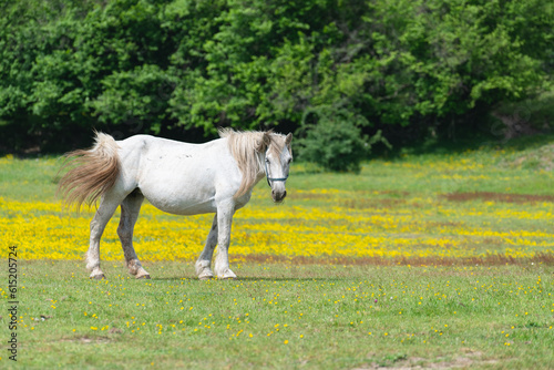 White horse in a pasture with yellow flowers.