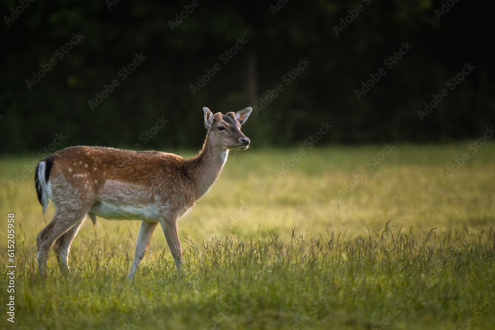 Junger Damhirsch / Hirschbock ohne Geweih steht seitlich im Gras