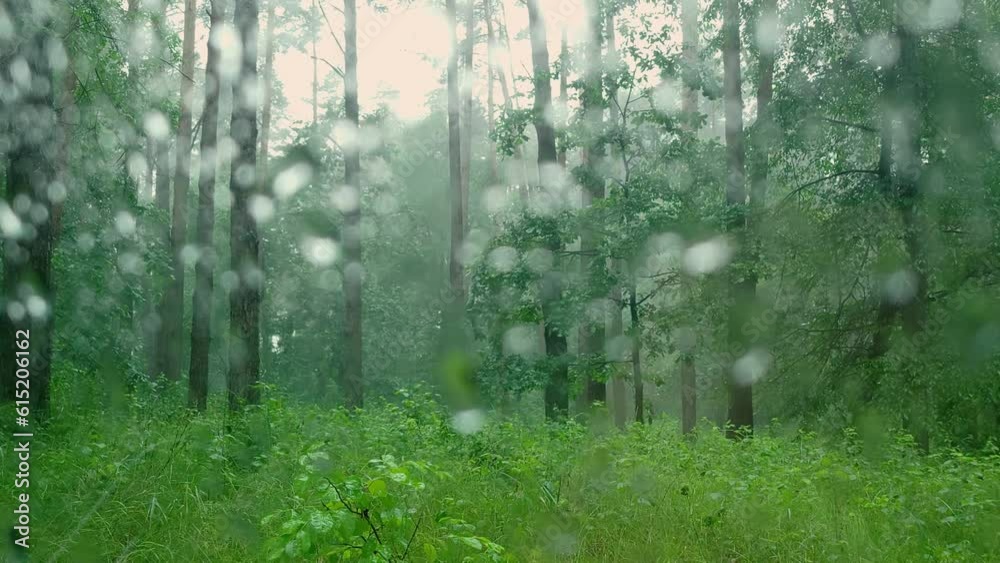 Deciduous and coniferous trees on a rainy day through the car window on which raindrops fall. Summer season bad weather.