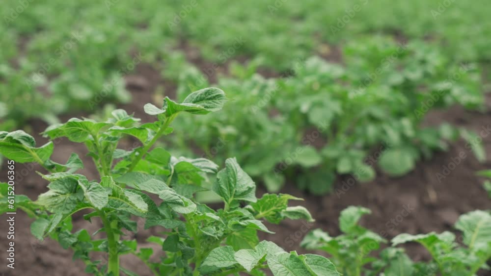 Potato plantation. A young root crop with a green stem. close-up Potato plantation. A young root crop with a green stem. close-up